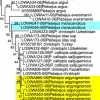 lukhtanov et al dna lycaenidae1